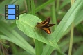 Scene 19_Skipper on leaf taking off